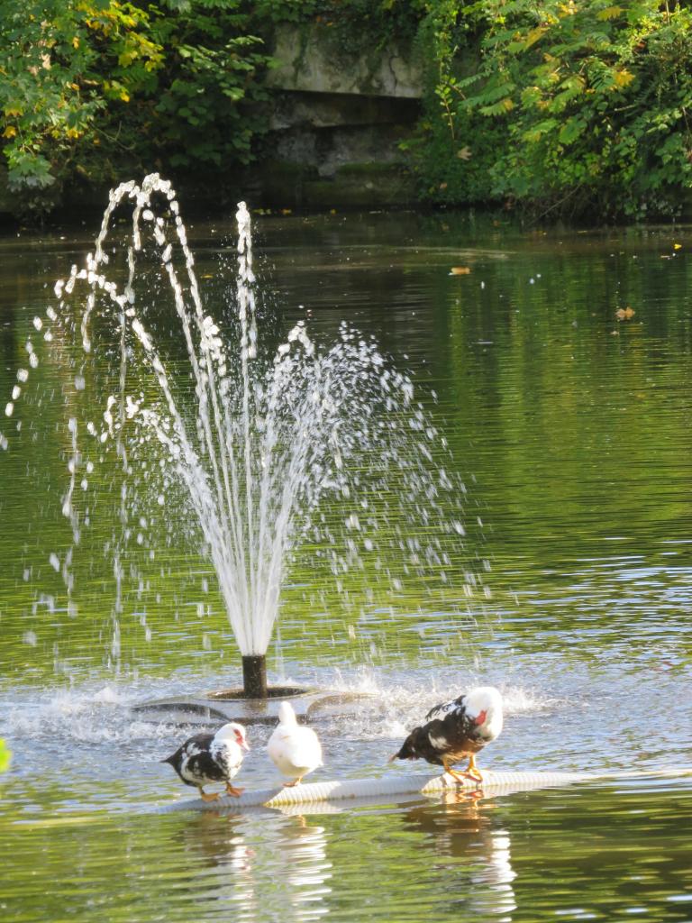 13 canard fontaine